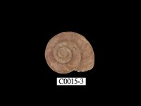 藏品(臺灣大山蝸牛)的圖片